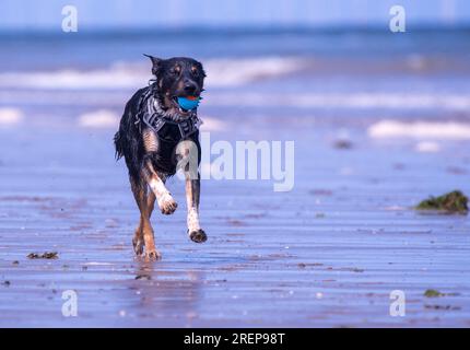 A Welsh Border Collie playing on a beach Stock Photo