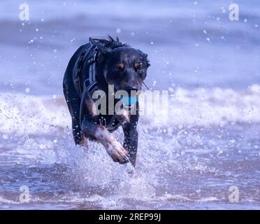 A Welsh Border Collie playing on a beach Stock Photo