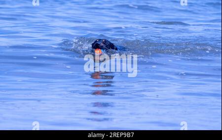 A Welsh Border Collie playing on a beach Stock Photo