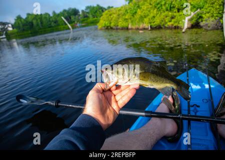 Holding perfect largemouth bass, shore fishing, catching fish Stock