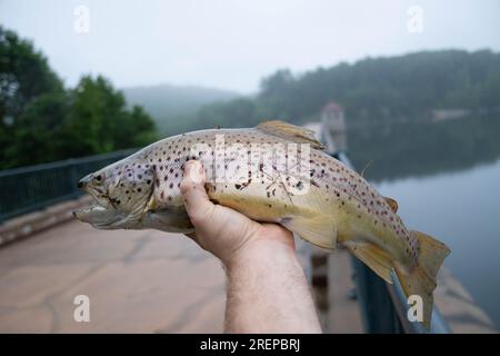 Trout held in hand nice catch fresh water fishing, copy space image Stock Photo