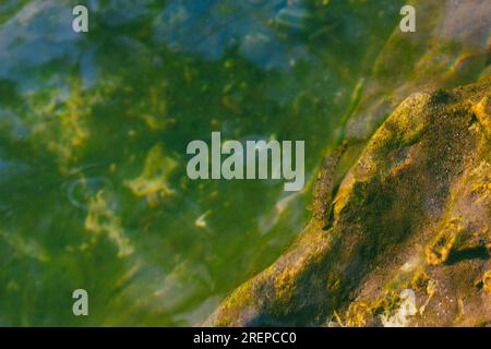 minnow fish at the rocky shore in the river water Stock Photo