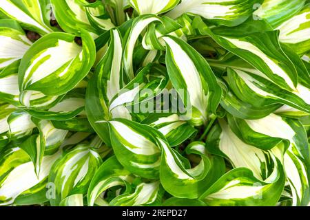 Garden decorative deciduous plant lily of the valley Host wavy Mediovariegata with white green leaves top view Stock Photo