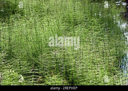 Closeup of multiple horsetail plants. Stock Photo