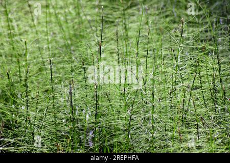 Closeup of horsetail plants. Stock Photo