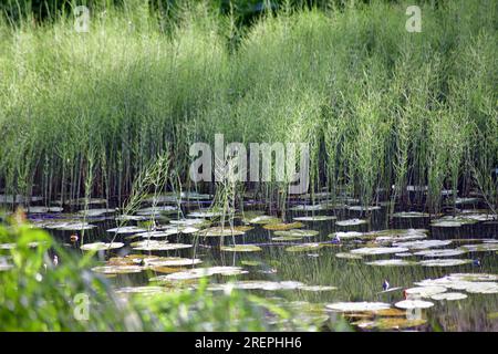 Green grass plants and water lilies filling the frame. Horizontal photo. Stock Photo