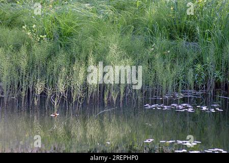 Green horsetail plants by lake. Stock Photo