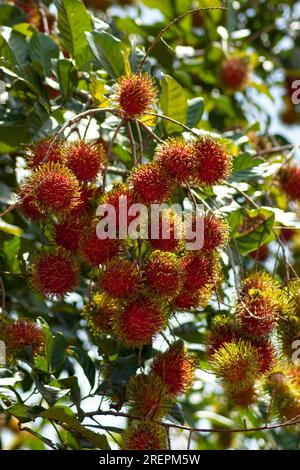 Rambutan is a medium-sized tropical tree in the family Sapindaceae. Stock Photo