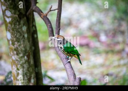 white-eared catbird (Ailuroedus buccoides) is a species of bird in the family Ptilonorhynchidae found on New Guinea and the West Papuan Islands. Stock Photo