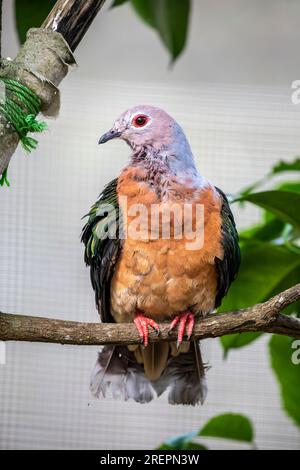 The purple-tailed imperial pigeon (Ducula rufigaster) is a species of bird in the family Columbidae. It is found in New Guinea. Stock Photo