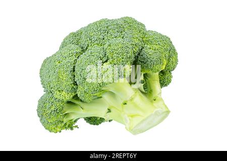 Fresh broccoli isolated on white background. File contains clipping path. Full depth of field. Stock Photo