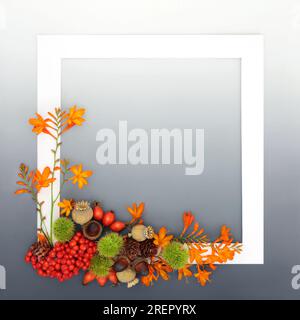Autumn Thanksgiving Samhain nature background frame design with crocosmia lily flowers, berry fruit and nuts with white frame on gradient gray. Stock Photo