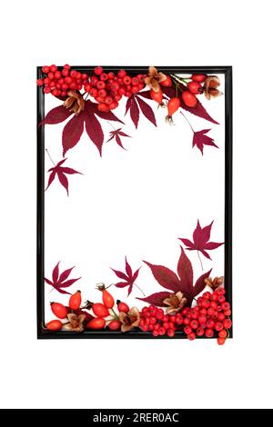 Autumn Fall Thanksgiving nature background frame with red maple leaves, berry fruit, nuts on white background. Harvest festival design. Stock Photo