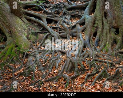 Tangles Prop Roots Trees with exposed, tangled roots Stock Photo - Alamy