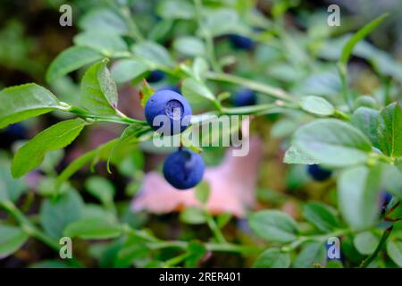 Wild blueberries on a bush in the Swedish forest Stock Photo