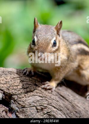 A close up portrait of a curious, friendly chipmunk Stock Photo