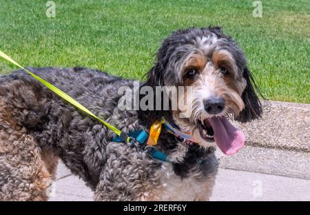 A happy labradoodle dog on a leash, poses while out for a walk Stock Photo