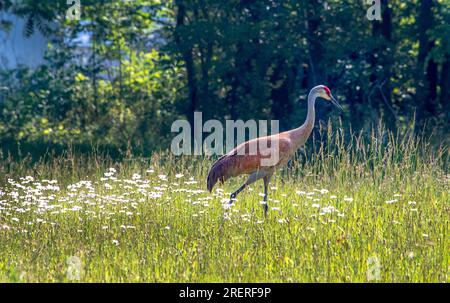 A large sand hill crane walks thru a field of daisies near a small pond in north west Indiana Stock Photo