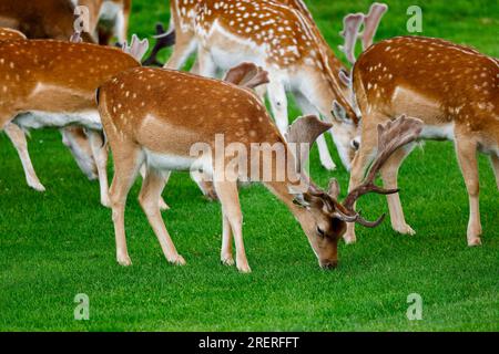 Male fallow deer 'Dama dama', with antlers covered in velvet, grazing green grass. Phoenix Park, Dublin, Ireland Stock Photo