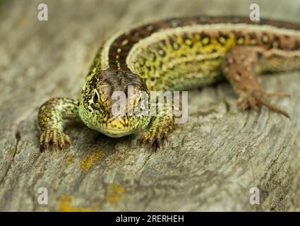 Doeberitzer Heide, Germany. 25th July, 2023. 25.07.2023, Doeberitzer Heide. A male fence lizard (Lacerta agilis) lies in the sun on an old piece of wood in the Doeberitzer Heide, north of Potsdam and west of Berlin. In the heath landscape on the areas of the former military training area Doeberitz, which are now a nature reserve, the lizards find ideal conditions. Credit: Wolfram Steinberg/dpa Credit: Wolfram Steinberg/dpa/Alamy Live News Stock Photo