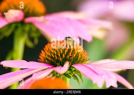 A honey bee pollinates a purple coneflower bloom. Stock Photo