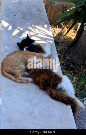 Two scruffy cats resting asleep on a wall, Tilos island, Dodecanese island group. Greece, July 2023. Stock Photo