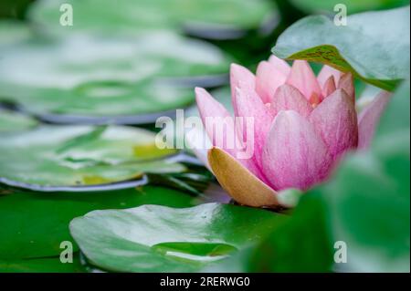 One pink water lily. Four water lilies in sunny day. Nymphaea. Peach Glow. Red Nymphaea. Stock Photo