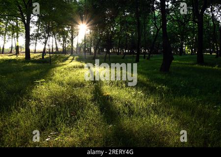 Sunlight streaming through trees on lush green grass in peaceful copse just after sunrise in summer Stock Photo