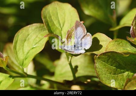 Holly Blue Butterfly (female) taking a rest on the leaves of a shrub in late spring. Hertfordshire, England, UK. Stock Photo