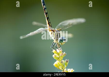 Dragon fly sitting on a plant Stock Photo