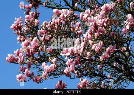 Magnolia flower, saucer magnolia (Magnolia x soulangeana) Stock Photo