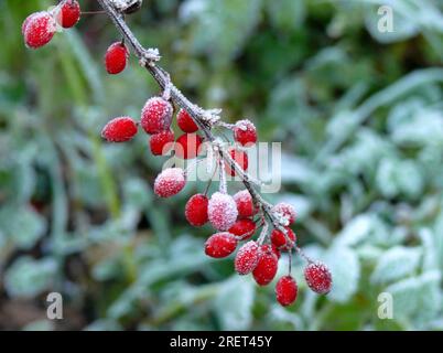 Barberry berries with hoar frost, european barberry (Berberis vulgaris), sour thorn, vinegar berry, true barberry Stock Photo