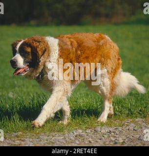 Saint deals bernard standard