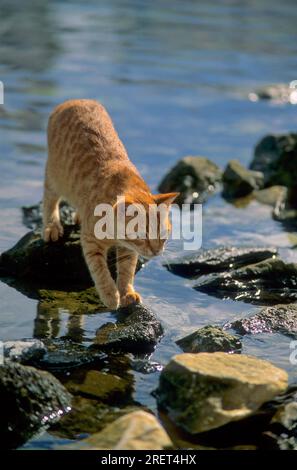 Red cat lurking for fish by the sea Stock Photo