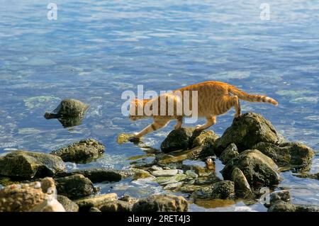 Red cat lurking for fish by the sea Stock Photo