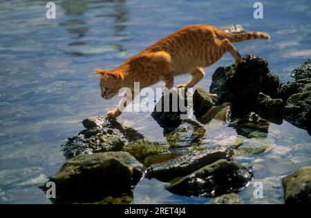 Red cat lurking for fish by the sea Stock Photo