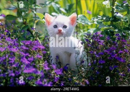 Young domestic kitten in the garden white, 7 weeks old Stock Photo