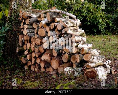Firewood, birch wood in the garden, wood store Stock Photo