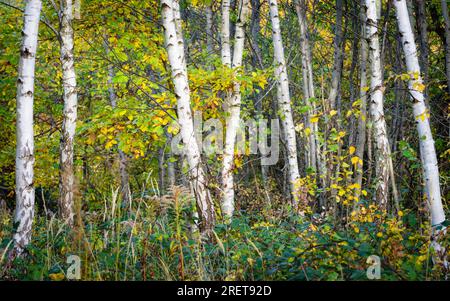 Birch tree trunks in autumn Stock Photo