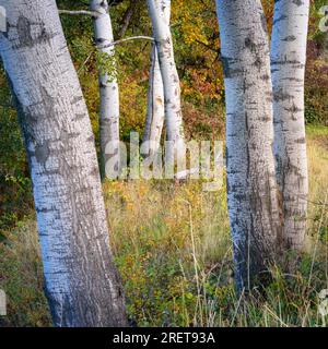 Birch tree trunks in autumn Stock Photo