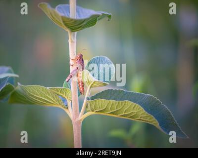 Brown Grasshopper, Bombay Locust on green leaf Stock Photo