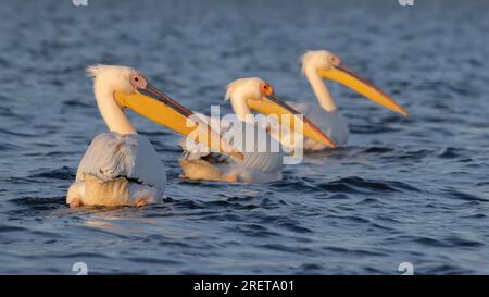 Pink Pelican Danube Delta Stock Photo