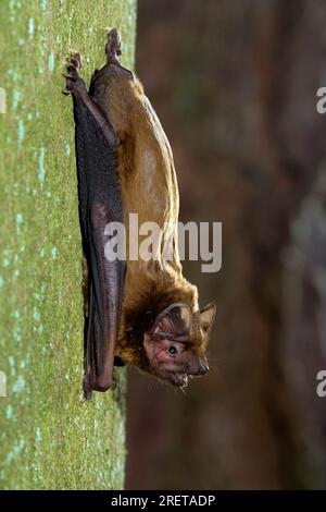 Noctule, Germany (Nyctalus noctula) Stock Photo