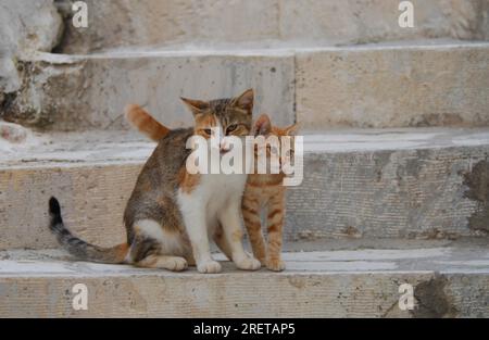 Young domestic kitten rubbing head against its mother, side by side on a step, Tinos Island, Cyclades, Greece, kitten and mother, caressing one Stock Photo