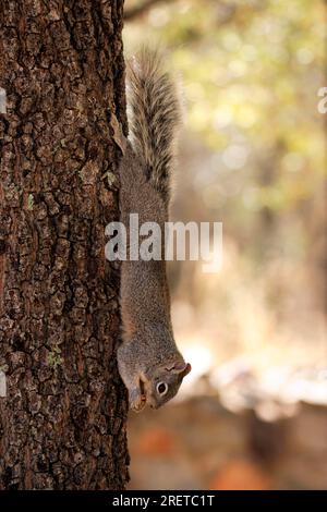 Arizona Grey Squirrel (Sciurus arizonensis), Arizona, USA Stock Photo