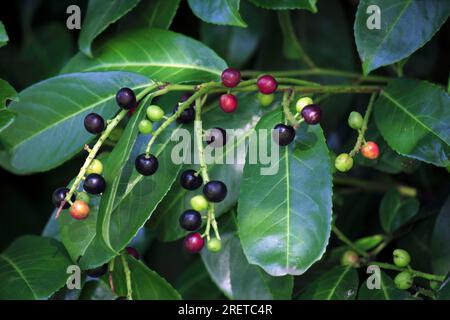 Cherry Laurel (Prunus laurocerasus) Stock Photo