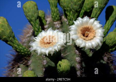 Saguaro (Carnegiea gigantea) Cactus, Sonora Desert, Arizona, USA (Cereus giganteus) Stock Photo