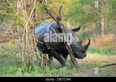 Wide-mouthed Rhinoceros (Ceratotherium simum) after mud bath, Kruger national park, South Africa Stock Photo