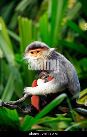 Red-shanked Douc (Pygathrix nemaeus) Langur, female with young Stock Photo