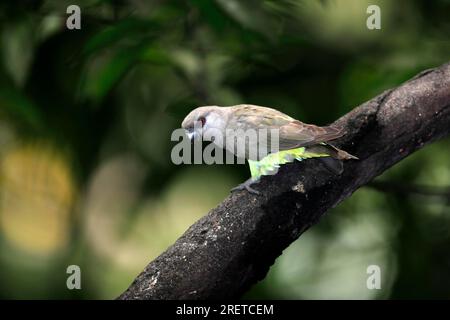 Red-bellied parrot (Poicephalus rufiventris), female Stock Photo